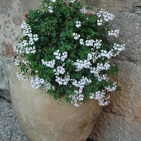 Il Vecchio Frantoio Séjour à la ferme Scillato (Sicily)